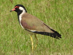 Vanellus indicus