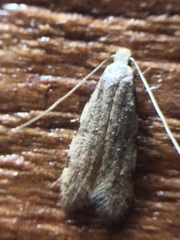 Endophthora omogramma