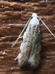 Endophthora omogramma