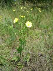 Potentilla astracanica