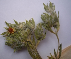 Potentilla astracanica