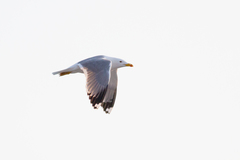 Larus