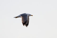 Larus