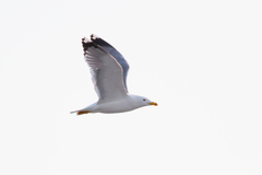 Larus