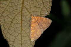 Singara diversalis
