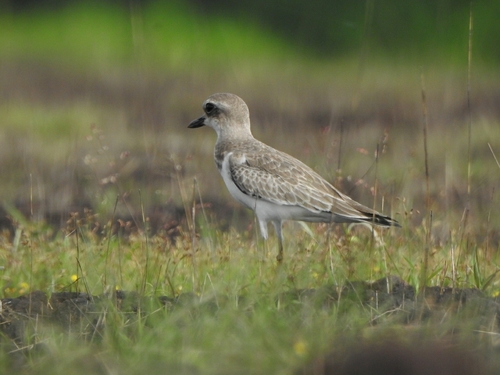 Greater Sand Plover (Anarhynchus leschenaultii), photo 5
