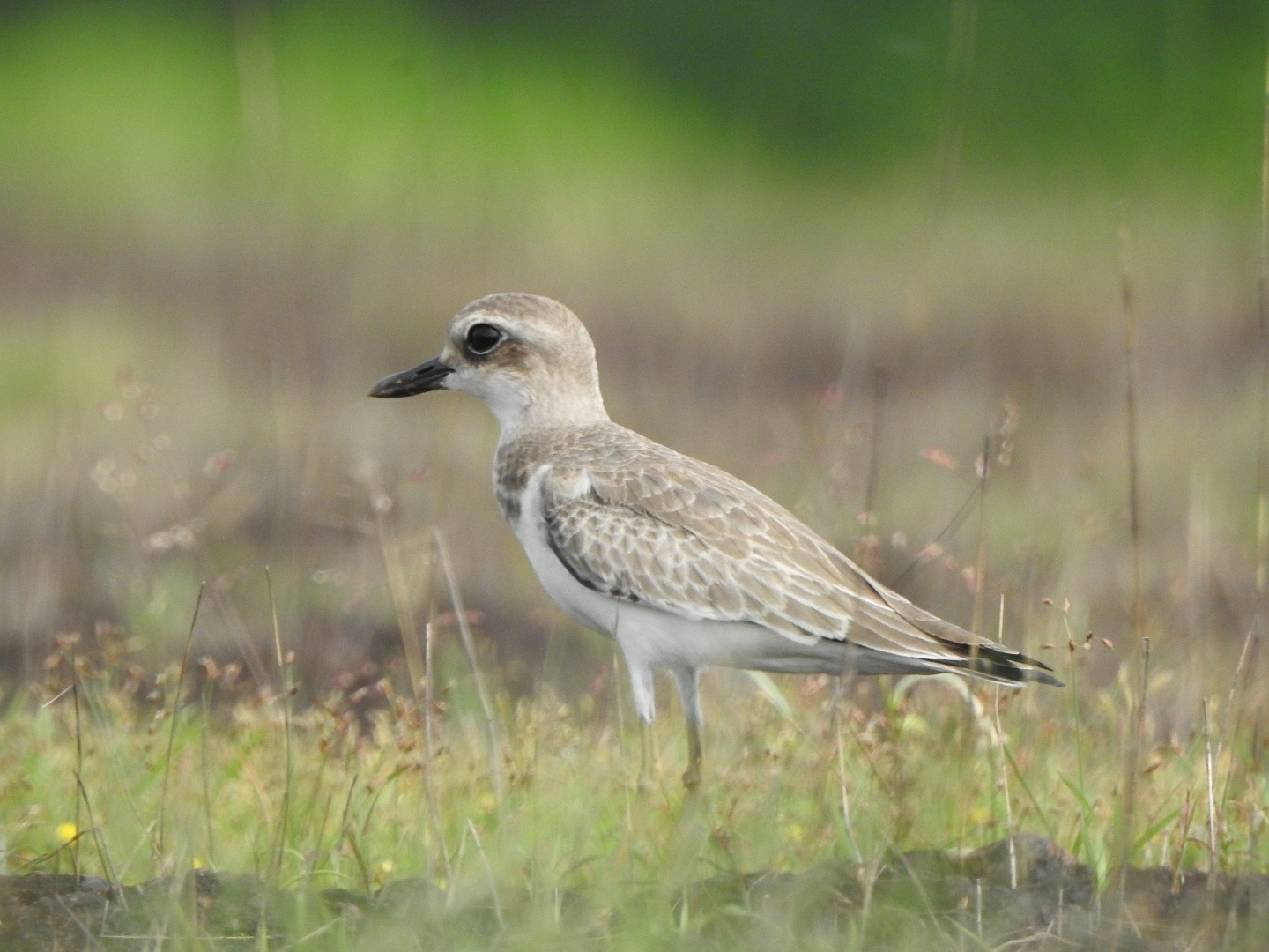 Greater Sand Plover (Anarhynchus leschenaultii)
