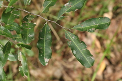 Cupaniopsis parvifolia