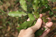 Cupaniopsis parvifolia