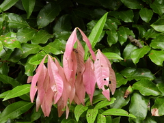 Lepiderema sericolignis