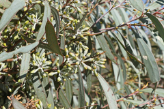 Eucalyptus polybractea
