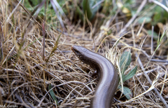 Chalcides bedriagai