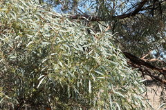 Eucalyptus polybractea