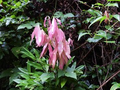 Lepiderema sericolignis