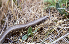 Chalcides bedriagai