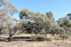Eucalyptus polybractea
