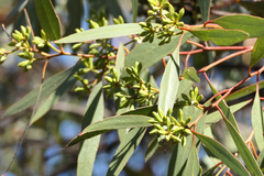 Eucalyptus froggattii