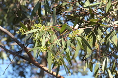 Eucalyptus froggattii