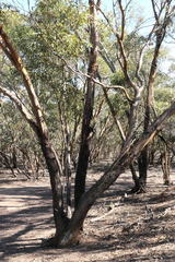 Eucalyptus froggattii