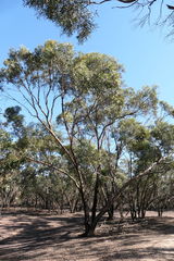 Eucalyptus froggattii