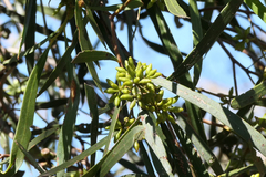 Eucalyptus viridis