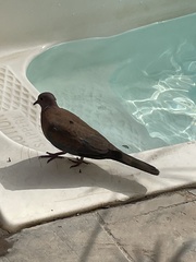 Streptopelia senegalensis