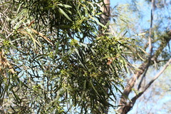 Eucalyptus viridis