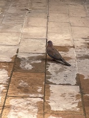 Streptopelia senegalensis