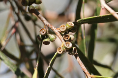Eucalyptus viridis