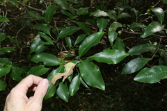 Guioa acutifolia