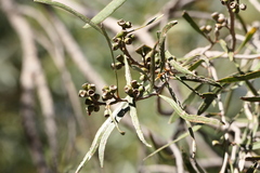 Eucalyptus viridis