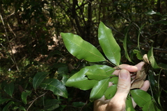 Guioa acutifolia