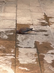 Streptopelia senegalensis