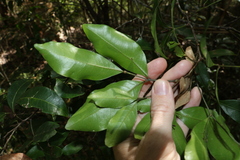 Guioa acutifolia