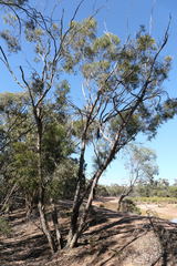 Eucalyptus viridis