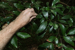 Guioa acutifolia