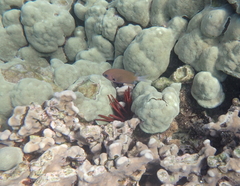 Pycnochromis pacifica