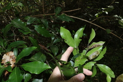 Guioa acutifolia