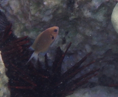 Pycnochromis pacifica