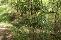 Guioa acutifolia