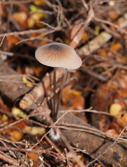 Mycena cystidiosa