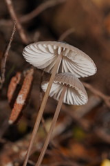 Mycena cystidiosa
