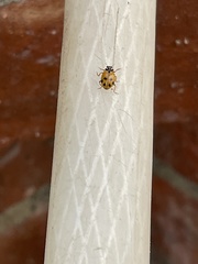 Hippodamia variegata