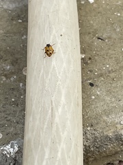 Hippodamia variegata