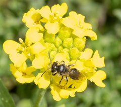 Andrena distinguenda