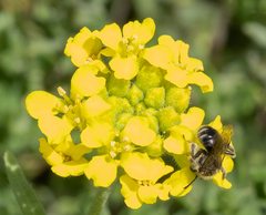 Andrena distinguenda