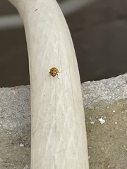 Hippodamia variegata