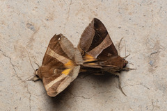 Bastilla fulvotaenia