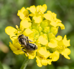 Andrena distinguenda