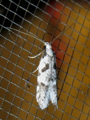 Oxythecta loxomochla